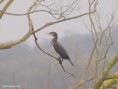 /album/my-local-birding-gallery/cormorant-on-the-river-calder-at-dewsbury-jpg/
